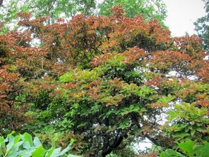Enkianthus campanulatus 40-60 cm cont. 3,0L - afbeelding 12