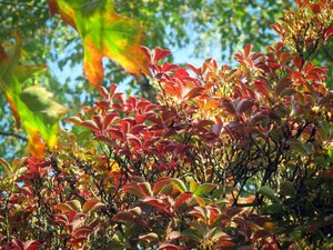 Enkianthus campanulatus 40-60 cm cont. 3,0L - afbeelding 4
