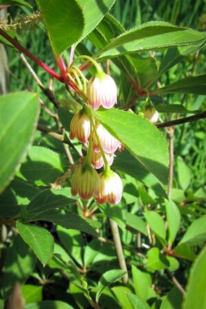 Enkianthus campanulatus 60-80 cm container - afbeelding 10