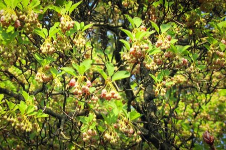 Enkianthus campanulatus 60-80 cm container - afbeelding 8