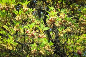 Enkianthus campanulatus 60-80 cm container - afbeelding 8