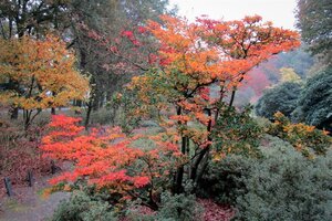 Enkianthus campanulatus 60-80 cm container - afbeelding 7
