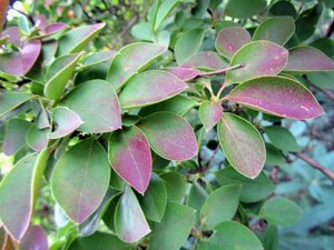Enkianthus campanulatus 80-100 cm container - afbeelding 14