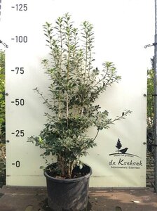 Enkianthus campanulatus 80-100 cm container - afbeelding 15