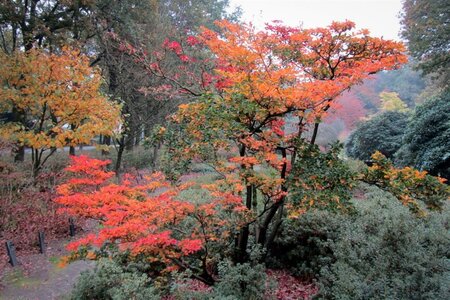 Enkianthus campanulatus 80-100 cm container - afbeelding 8