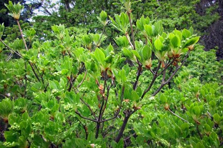 Enkianthus campanulatus 80-100 cm container - afbeelding 3