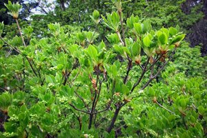 Enkianthus campanulatus 80-100 cm container - afbeelding 3
