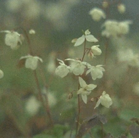 Epimedium grandiflorum geen maat specificatie 0,55L/P9cm - afbeelding 5