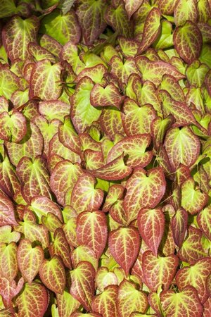 Epimedium grandiflorum geen maat specificatie 0,55L/P9cm - afbeelding 1