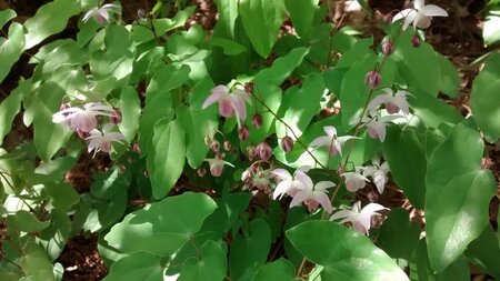 Epimedium grandiflorum geen maat specificatie 0,55L/P9cm - afbeelding 2