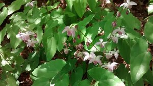 Epimedium grandiflorum geen maat specificatie 0,55L/P9cm - afbeelding 2