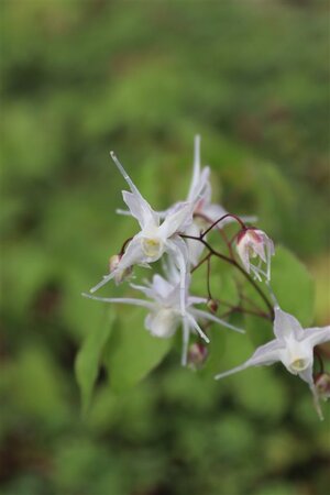 Epimedium grandiflorum geen maat specificatie 0,55L/P9cm - afbeelding 7