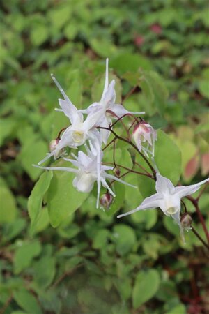 Epimedium grandiflorum geen maat specificatie 0,55L/P9cm - afbeelding 8