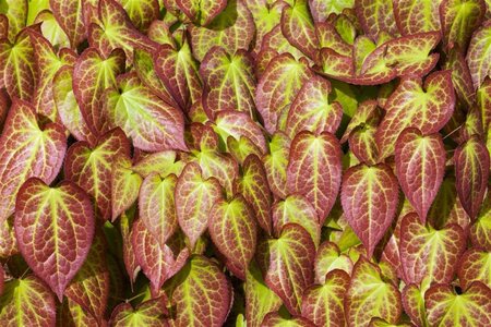 Epimedium grandiflorum geen maat specificatie 0,55L/P9cm - afbeelding 3