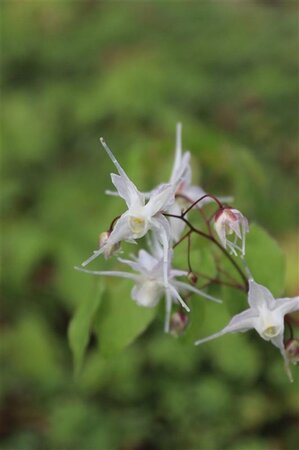 Epimedium grandiflorum geen maat specificatie 0,55L/P9cm - afbeelding 6