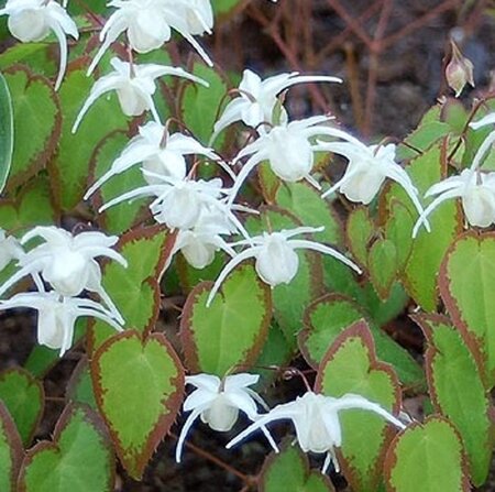 Epimedium grandiflorum geen maat specificatie 0,55L/P9cm - afbeelding 6