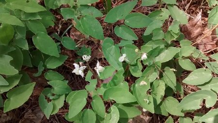 Epimedium grandiflorum geen maat specificatie 0,55L/P9cm - afbeelding 4