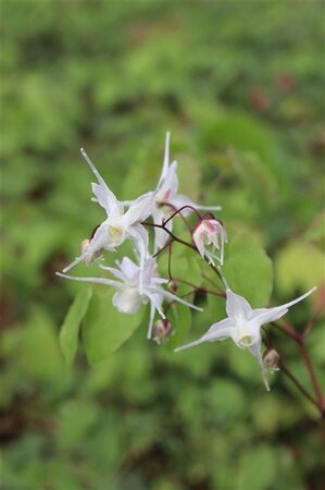 Epimedium grandiflorum geen maat specificatie 0,55L/P9cm - afbeelding 7