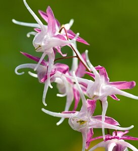 Epimedium gr. 'Rose Queen' geen maat specificatie 0,55L/P9cm