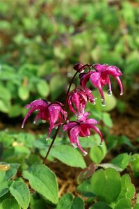 Epimedium gr. 'Rose Queen' geen maat specificatie 0,55L/P9cm