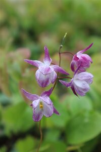 Epimedium y. 'Merlin' geen maat specificatie 0,55L/P9cm