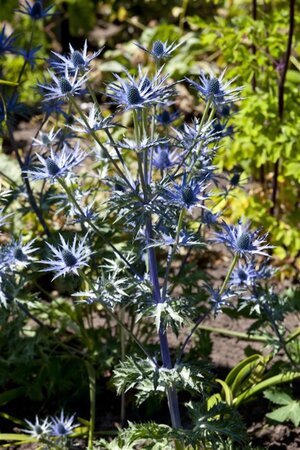 Eryngium bourgatii geen maat specificatie 0,55L/P9cm - afbeelding 2