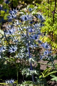 Eryngium bourgatii geen maat specificatie 0,55L/P9cm - afbeelding 2