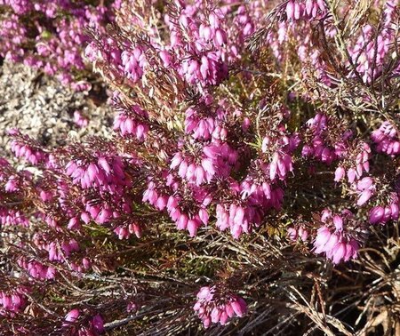 Erica carn. 'Challenger' geen maat specificatie P10,5cm