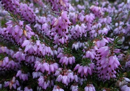 Erica carn. 'December Red' geen maat specificatie P10,5cm - afbeelding 1
