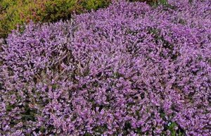 Erica carn. 'December Red' geen maat specificatie P10,5cm - afbeelding 2