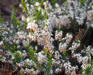 Erica carn. 'Isabell' geen maat specificatie P10,5cm