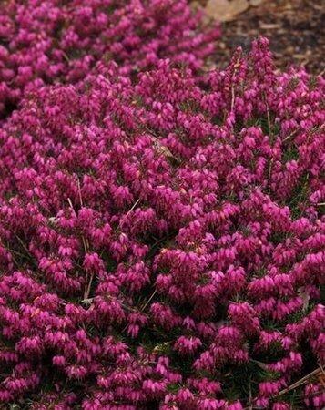 Erica carn. 'Myretoun Ruby' geen maat specificatie P10,5cm - afbeelding 1