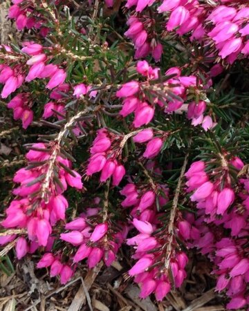 Erica carn. 'Myretoun Ruby' geen maat specificatie P10,5cm - afbeelding 2