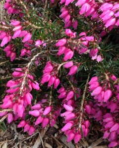 Erica carn. 'Myretoun Ruby' geen maat specificatie P10,5cm - afbeelding 2