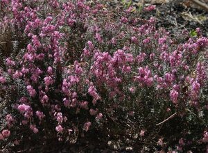 Erica carn. 'March Seedling' geen maat specificatie P10,5cm