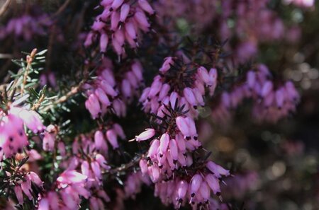 Erica carn. 'March Seedling' geen maat specificatie P10,5cm - afbeelding 2