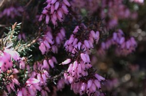 Erica carn. 'March Seedling' geen maat specificatie P10,5cm - afbeelding 2