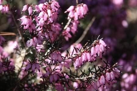 Erica carn. 'March Seedling' geen maat specificatie P10,5cm - afbeelding 3