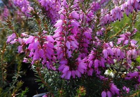 Erica carn. 'Rosalie' geen maat specificatie P10,5cm - afbeelding 1