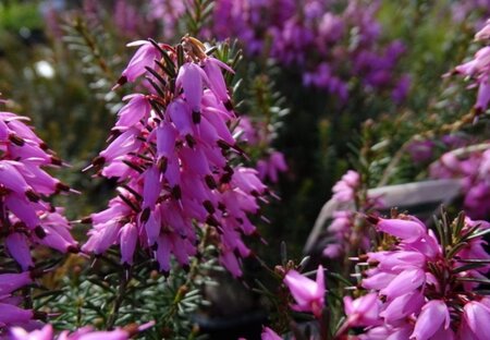 Erica carn. 'Rosalie' geen maat specificatie P10,5cm - afbeelding 2