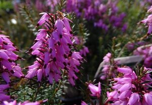 Erica carn. 'Rosalie' geen maat specificatie P10,5cm - afbeelding 2