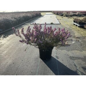 Erica darl. 'Darley Dale' ROZE geen maat specificatie cont. 1,5L - afbeelding 2
