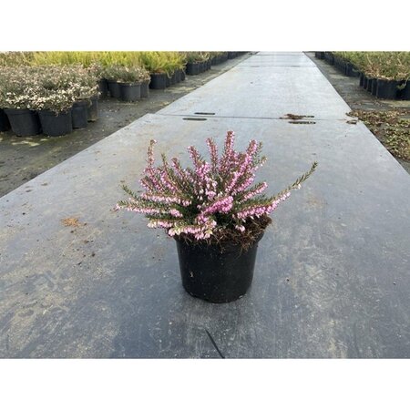 Erica darl. 'Darley Dale' ROZE geen maat specificatie cont. 1,5L - afbeelding 3