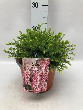 Erica darl. 'Darley Dale' ROZE geen maat specificatie cont. 2,0L