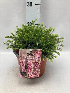 Erica darl. 'Darley Dale' ROZE geen maat specificatie cont. 2,0L