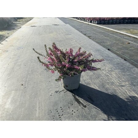 Erica darl. 'Ghost Hills' ROZE geen maat specificatie P10,5cm