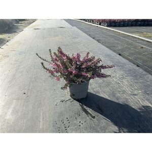 Erica darl. 'Ghost Hills' ROZE geen maat specificatie P10,5cm