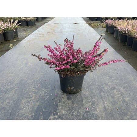 Erica darl. 'Kramer's Rote' geen maat specificatie cont. 1,5L