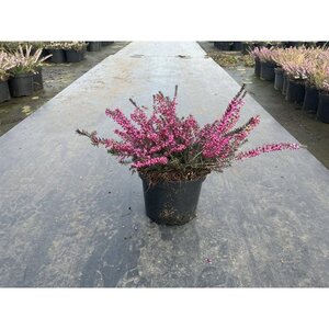 Erica darl. 'Kramer's Rote' geen maat specificatie cont. 1,5L