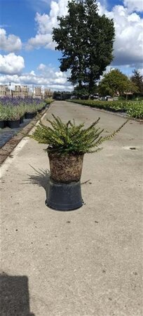 Erica darl. 'Kramer's Rote' geen maat specificatie cont. 1,5L